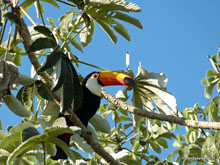 Toucan au Pantanal - Brésil